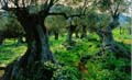 Natur_alteOlivenbaeume